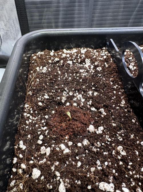 2 Pants 1 Pot - Mephisto. Week 0