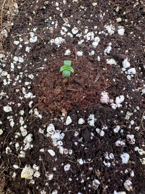 2 Pants 1 Pot - Mephisto. Week 1 - 07.05.26 | MS