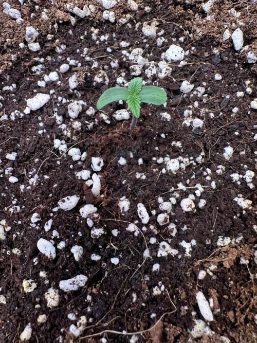 2 Pants 1 Pot - Mephisto. Week 1 - 07.05.26 | TDOz