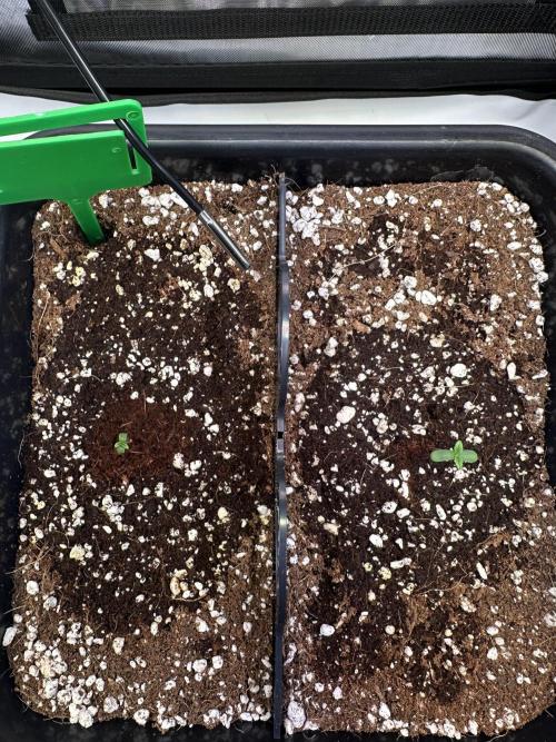 2 Pants 1 Pot - Mephisto. Week 1 - 07.05.26