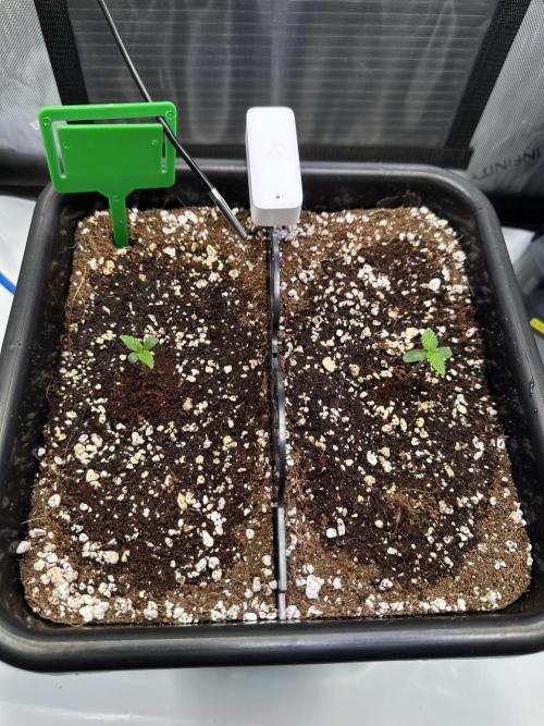 2 Pants 1 Pot - Mephisto. Week 1 - 09.05.26