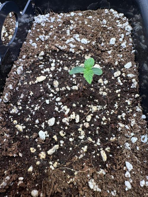 2 Pants 1 Pot - Mephisto. Week 1 - 09.05.26 | TDOz