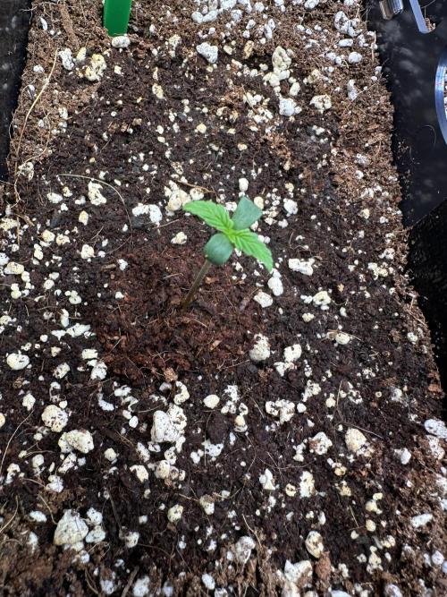 2 Pants 1 Pot - Mephisto. Week 1 - 09.05.26 | MS