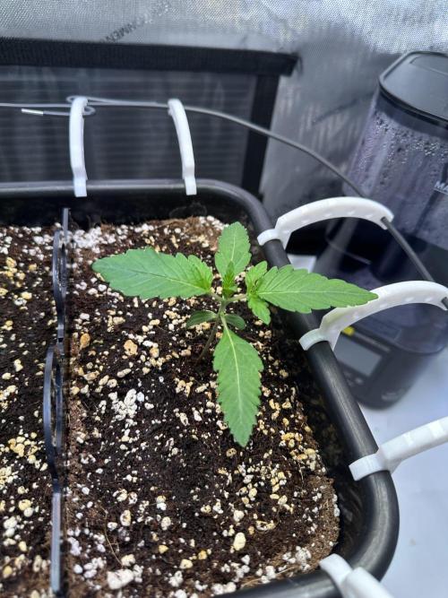 2 Pants 1 Pot - Mephisto. Week 2 - TDOz 16.05. Tag 11