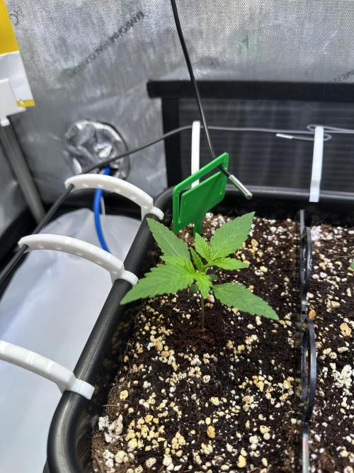 2 Pants 1 Pot - Mephisto. Week 2 - MS 16.05. Tag 11