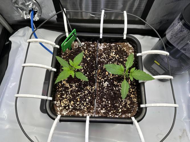 2 Pants 1 Pot - Mephisto. Week 2 - 16.05. Tag 11