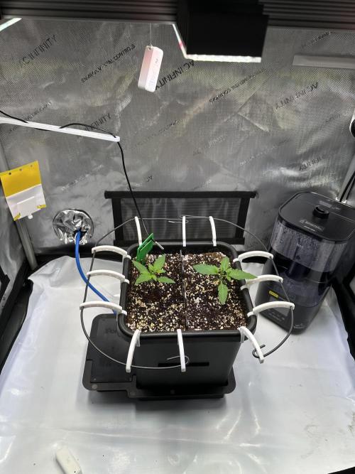 2 Pants 1 Pot - Mephisto. Week 2 - 16.05. Tag 11