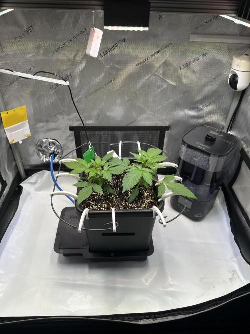 2 Pants 1 Pot - Mephisto. Week 3 - Tag 17 | 22.05.26