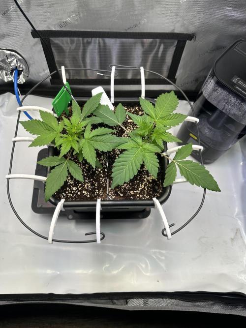 2 Pants 1 Pot - Mephisto. Week 3 - Tag 17 | 22.05.26