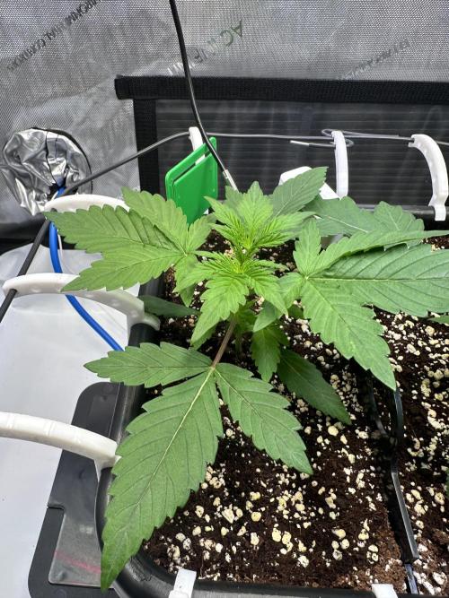2 Pants 1 Pot - Mephisto. Week 3 - Tag 17 | 22.05.26 | MS