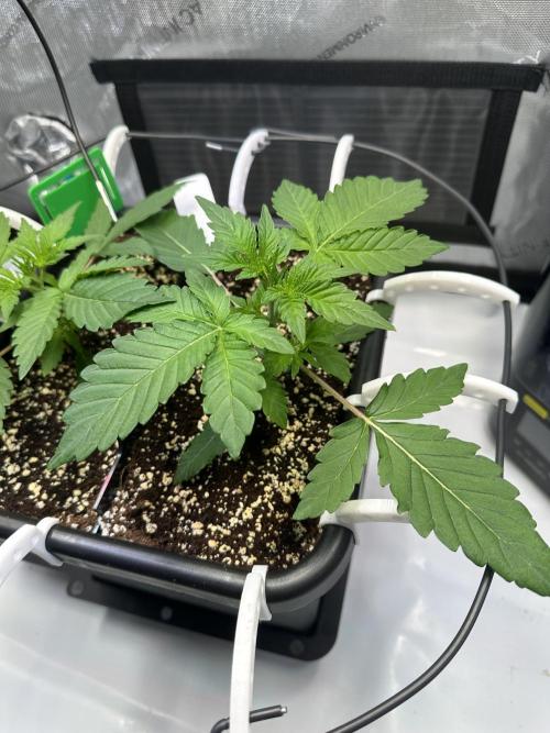 2 Pants 1 Pot - Mephisto. Week 3 - Tag 17 | 22.05.26 | TDOz