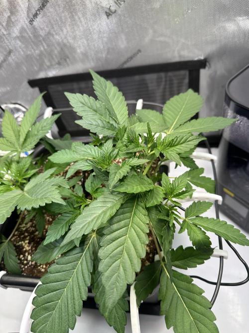 2 Pants 1 Pot - Mephisto. Week 3 - Tag 20 | 25.05. | TDOz