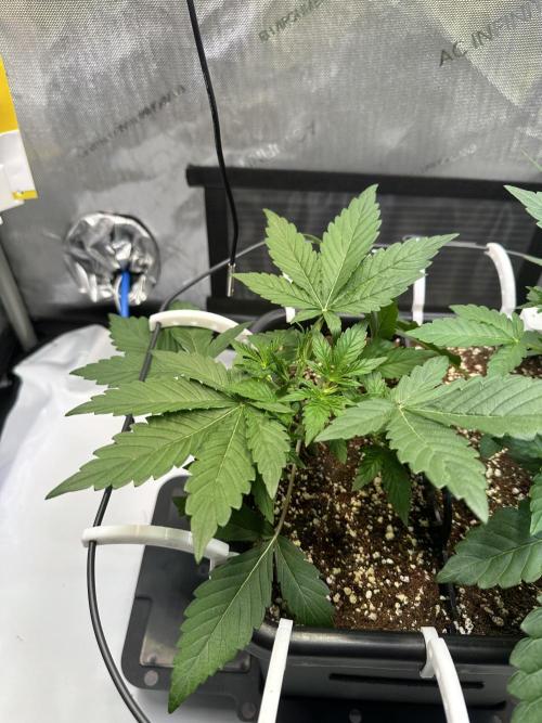2 Pants 1 Pot - Mephisto. Week 3 - Tag 20 | 25.05. | MS