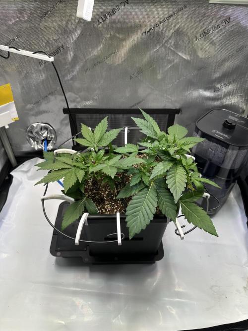 2 Pants 1 Pot - Mephisto. Week 3 - Tag 20 | 25.05. 