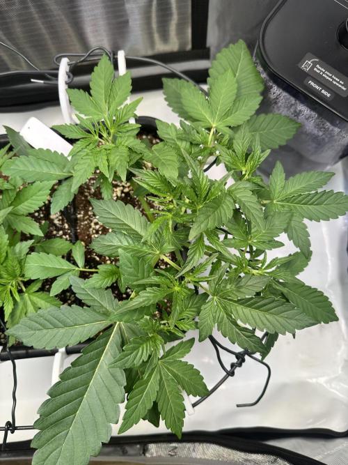 2 Pants 1 Pot - Mephisto. Week 4 - 27.05.2026 Tag 22 TDOz