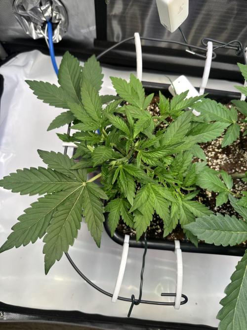 2 Pants 1 Pot - Mephisto. Week 4 - 27.05.2026 Tag 22 MS