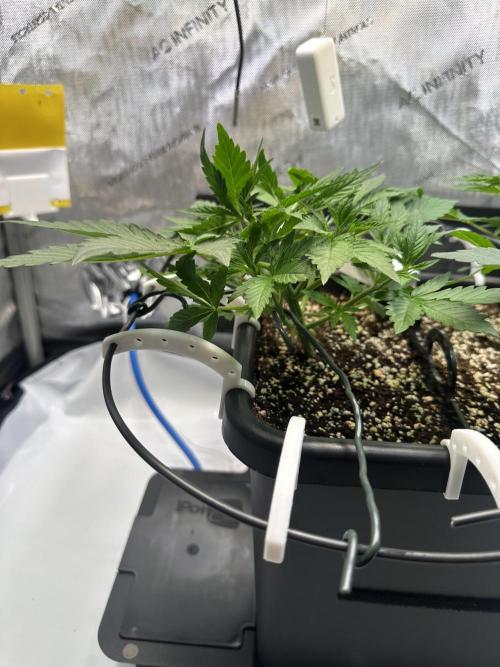 2 Pants 1 Pot - Mephisto. Week 4 - 27.05.2026 Tag 22 MS