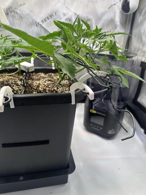 2 Pants 1 Pot - Mephisto. Week 4 - 27.05.2026 Tag 22 TDOz