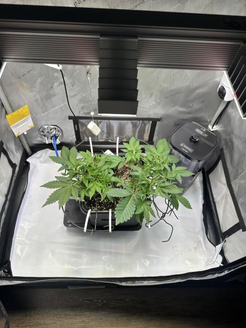 2 Pants 1 Pot - Mephisto. Week 4 - 27.05.2026 Tag 22 