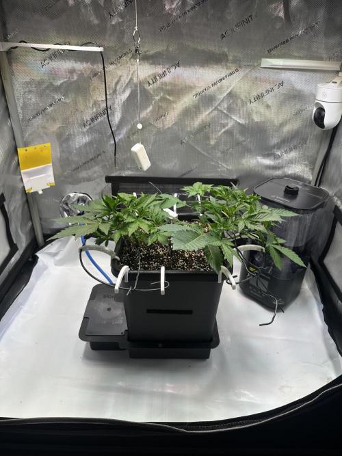 2 Pants 1 Pot - Mephisto. Week 4 - 27.05.2026 Tag 22 