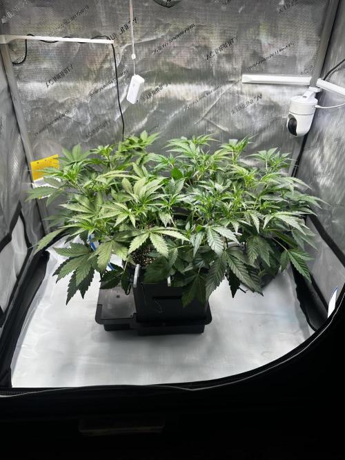2 Pants 1 Pot - Mephisto. Week 5 - Tag 29 | 03.06.26
