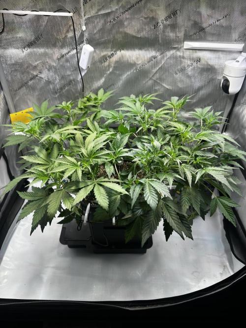 2 Pants 1 Pot - Mephisto. Week 5 - Tag 29 | 03.06.26