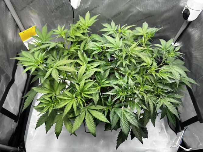2 Pants 1 Pot - Mephisto. Week 5 - Tag 29 | 03.06.26