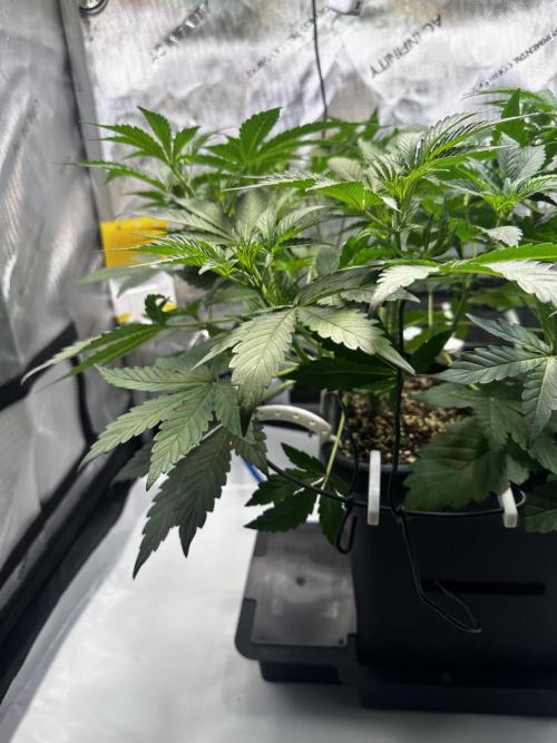 2 Pants 1 Pot - Mephisto. Week 5 - Tag 29 | 03.06.26 MS
