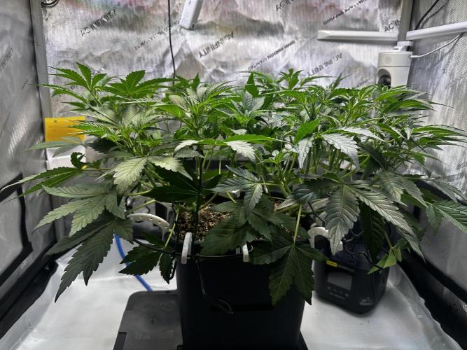 2 Pants 1 Pot - Mephisto. Week 5 - Tag 29 | 03.06.26