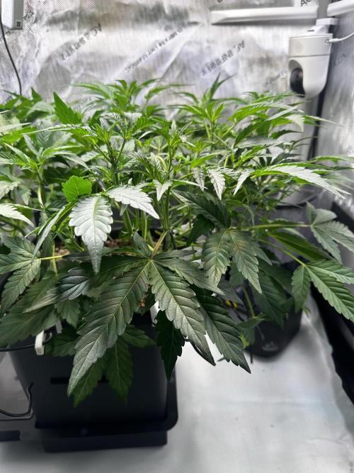2 Pants 1 Pot - Mephisto. Week 5 - Tag 29 | 03.06.26