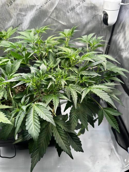 2 Pants 1 Pot - Mephisto. Week 5 - Tag 29 | 03.06.26 TDOz
