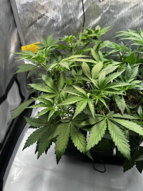2 Pants 1 Pot - Mephisto. Week 5 - Tag 29 | 03.06.26 MS