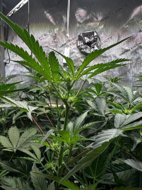 2 Pants 1 Pot - Mephisto. Week 6 - 10.06.26 | Tag 36