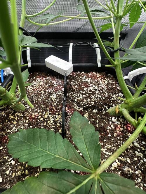 2 Pants 1 Pot - Mephisto. Week 6 - 10.06.26 | Tag 36