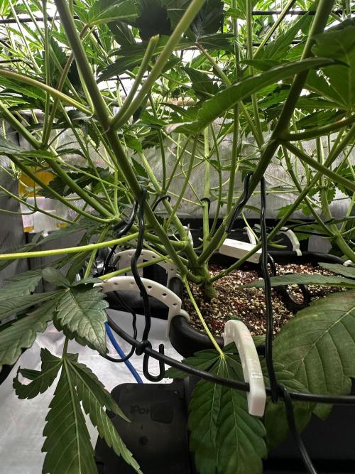 2 Pants 1 Pot - Mephisto. Week 6 - 10.06.26 | Tag 36 | MS