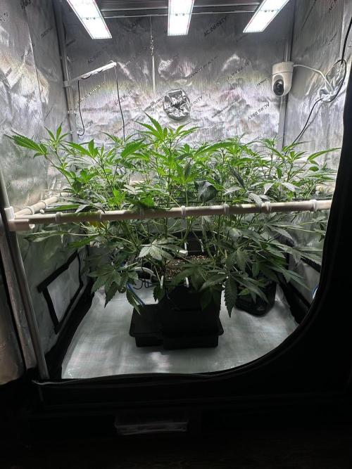2 Pants 1 Pot - Mephisto. Week 6 - 10.06.26 | Tag 36
