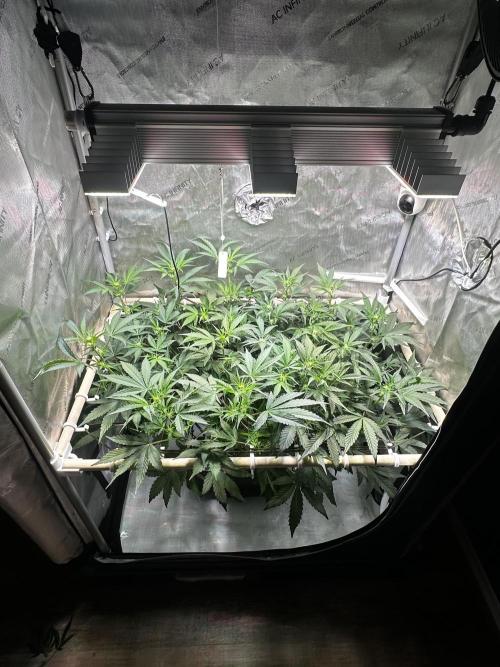 2 Pants 1 Pot - Mephisto. Week 6 - 10.06.26 | Tag 36