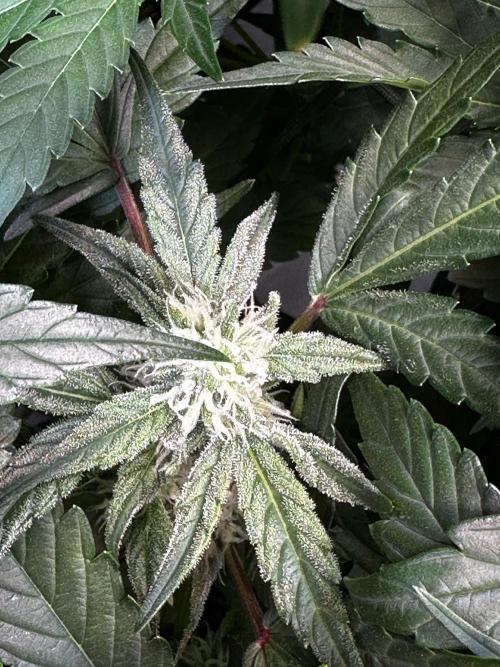 2 Pants 1 Pot - Mephisto. Week 7 - 17.06.26 | Tag 43 | TDOz