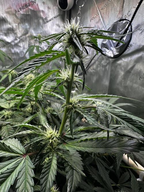 2 Pants 1 Pot - Mephisto. Week 7 - 17.06.26 | Tag 43 | TDOz