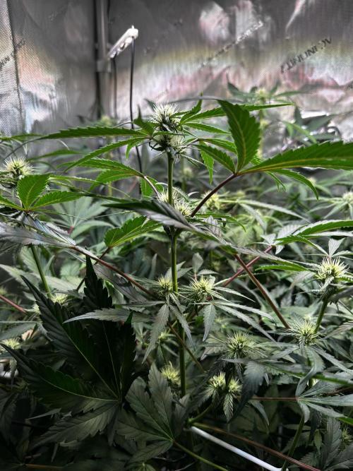 2 Pants 1 Pot - Mephisto. Week 7 - 17.06.26 | Tag 43 | MS