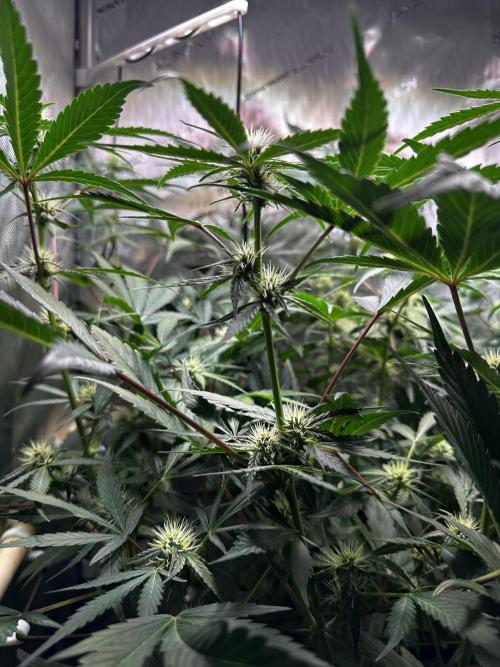 2 Pants 1 Pot - Mephisto. Week 7 - 17.06.26 | Tag 43 | MS