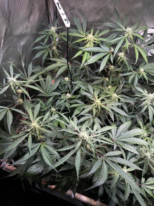 2 Pants 1 Pot - Mephisto. Week 7 - 17.06.26 | Tag 43 | MS