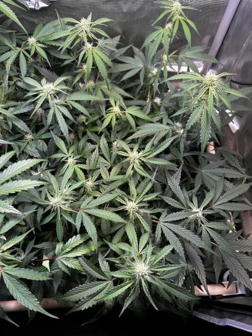 2 Pants 1 Pot - Mephisto. Week 7 - 17.06.26 | Tag 43 | TDOz