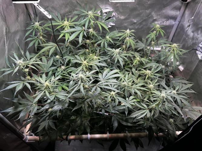 2 Pants 1 Pot - Mephisto. Week 7 - 17.06.26 | Tag 43