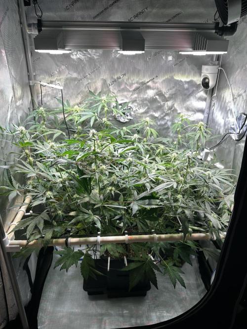 2 Pants 1 Pot - Mephisto. Week 7 - 17.06.26 | Tag 43