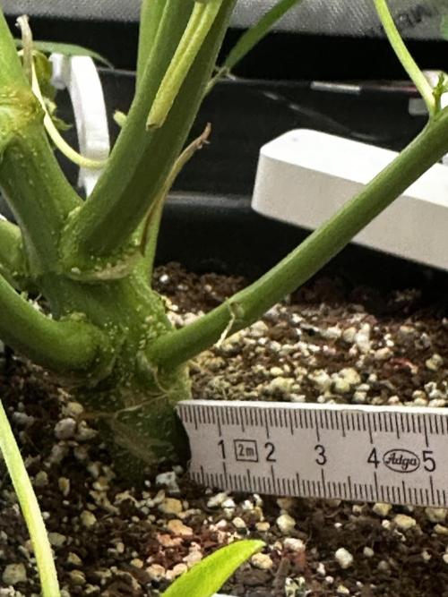 2 Pants 1 Pot - Mephisto. Week 7 - 17.06.26 | Tag 43 | MS