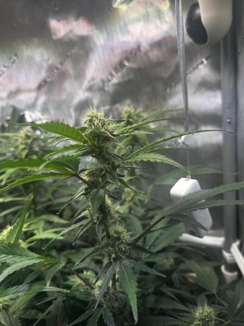 2 Pants 1 Pot - Mephisto. Week 8 - 24.06.25 Tag 50 TDOz