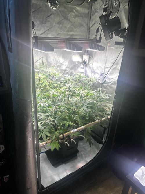 2 Pants 1 Pot - Mephisto. Week 8 - 24.06.25 Tag 50