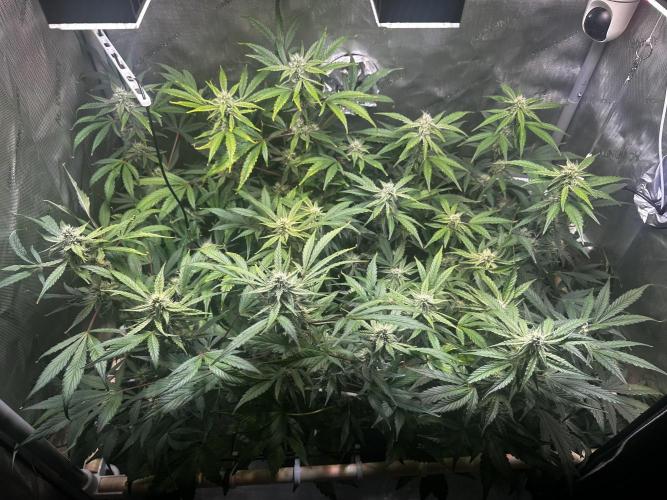 2 Pants 1 Pot - Mephisto. Week 8 - 24.06.25 Tag 50