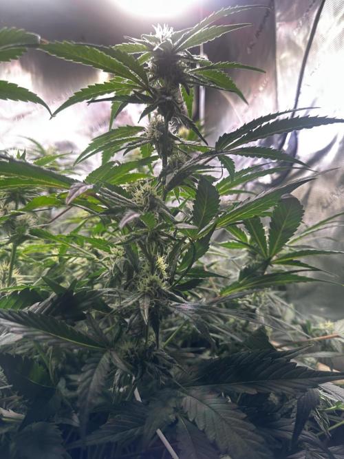 2 Pants 1 Pot - Mephisto. Week 8 - 24.06.25 Tag 50 TDOz